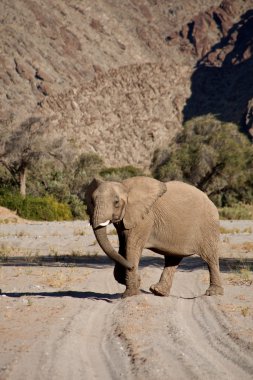 Elephants in the Skeleton Coast Desert clipart