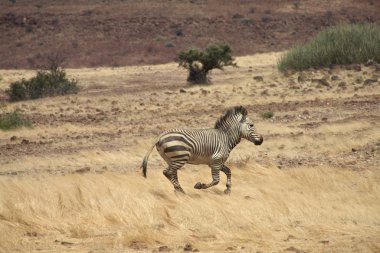 Zebra in Botswana clipart