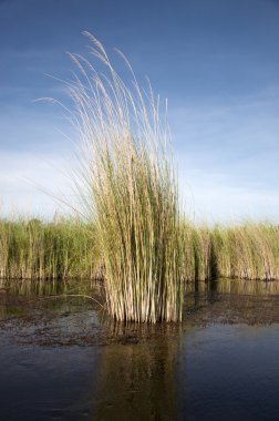 Okavango Deltası