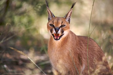 Caracal clipart