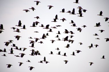 Group of birds flying in the sky clipart