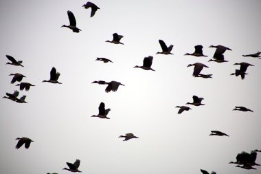 Group of birds flying in the sky clipart