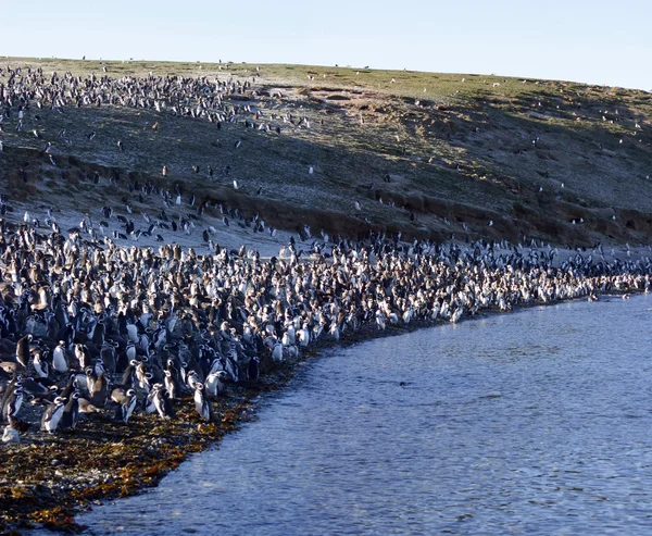 Pinguins-magalhães — Fotografia de Stock