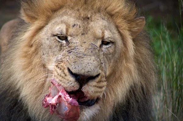 Detalj av ett lejon i en safari i namibia — Stockfoto