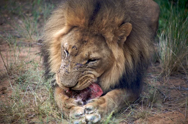 Detail eines Löwen bei einer Safari in Botswana — Stockfoto