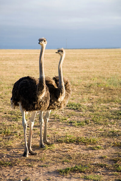 Ostriches in South Africa