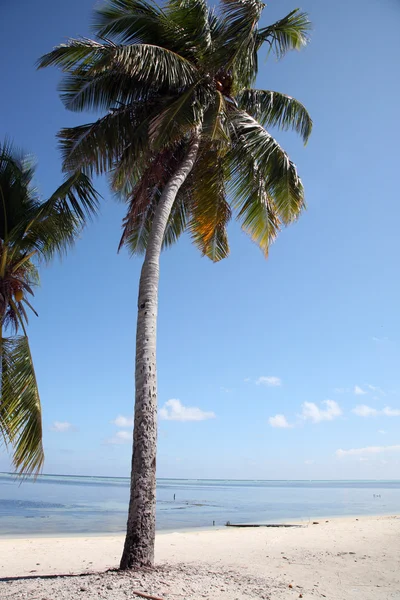 Kokosnoot boom in het paradijs — Stockfoto