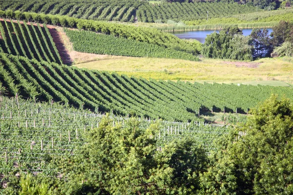 Landskap med vingårdar — Stockfoto