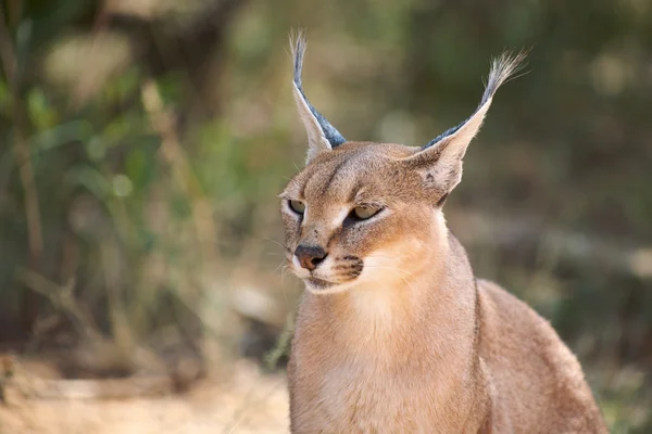 Caracal in Fondazione Harnas in Namibia — Foto Stock