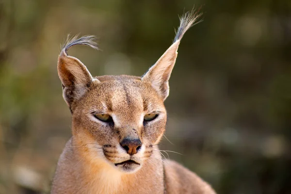 Caracal in Harnas Foundation in Namibia — Stock Photo, Image