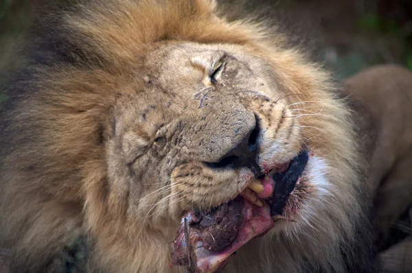 Detalj av ett lejon i en safari i botswana — Stockfoto