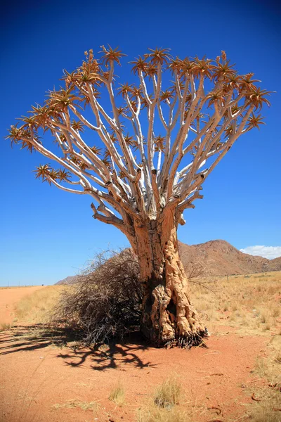 Сагайдак дерево — стокове фото