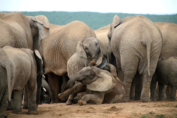 stock image Elephants in Addo Park