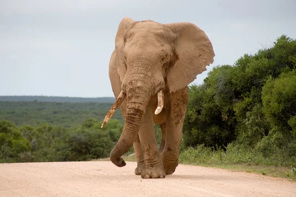 Elefante a Addo Park — Foto Stock