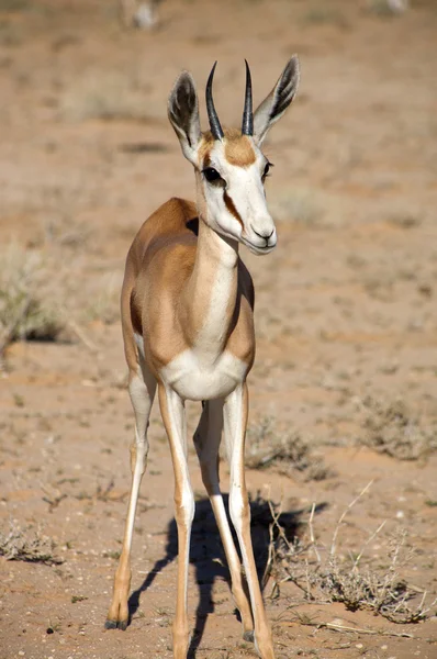 Baby Springbok — Stock Photo, Image