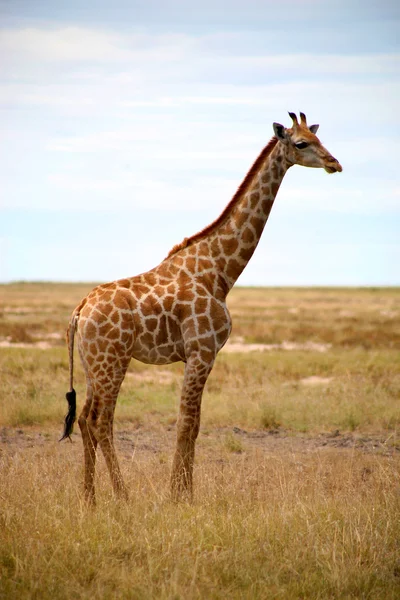 长颈鹿在埃托沙 — 图库照片