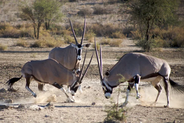 Gemsboks luchando — Foto de Stock