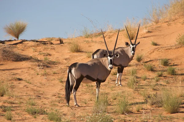 Dois gemsboks no kalahari — Fotografia de Stock