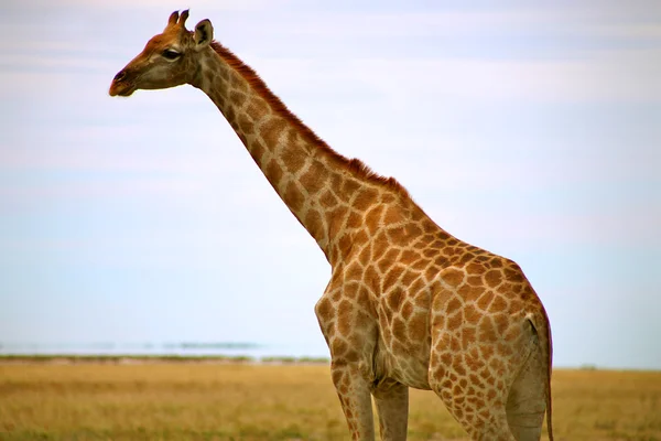 Giraff i etosha — Stockfoto