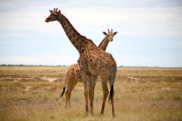 Жирафи у Етоша — стокове фото