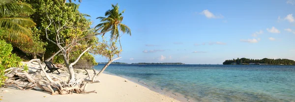 Kokosowe drzewo w raju — Zdjęcie stockowe