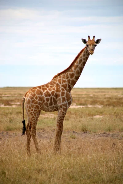 Жираф в Этоше — стоковое фото