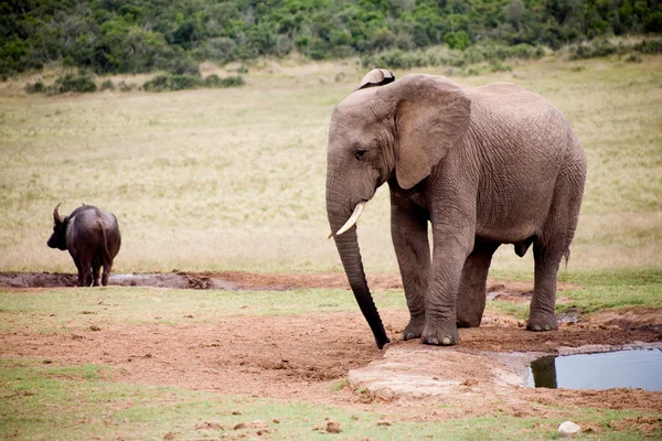 Elefant i Addo Park - Stock-foto