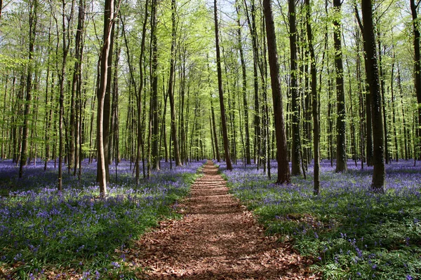 stock image Bluebell forest