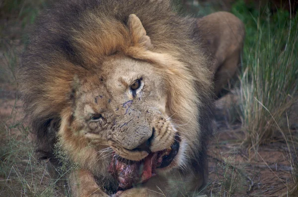 Деталь льва в сафари в Ботсване — стоковое фото