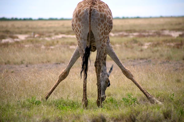 Giraffe in Etoscha — Stockfoto