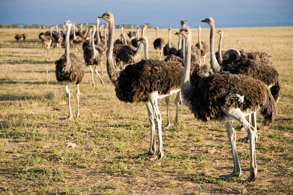 Avestruces en Sudáfrica — Foto de Stock