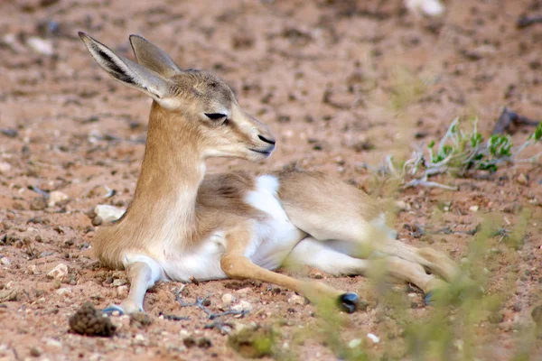 Baby Springbok — Stockfoto