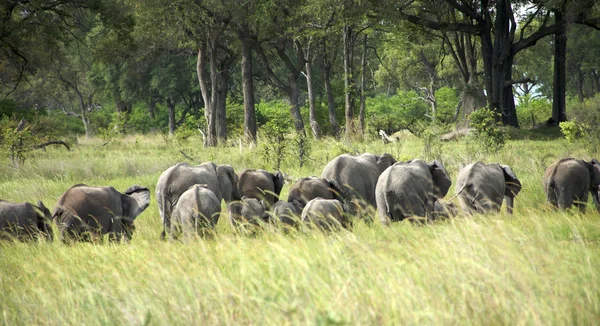 Grupo de elefantes en el monte —  Fotos de Stock