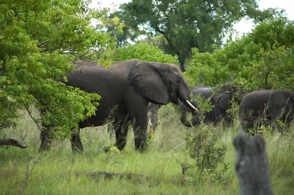 Groupe d'éléphants dans la brousse — Photo