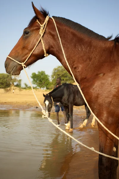 Cavalli in Mali — Foto Stock