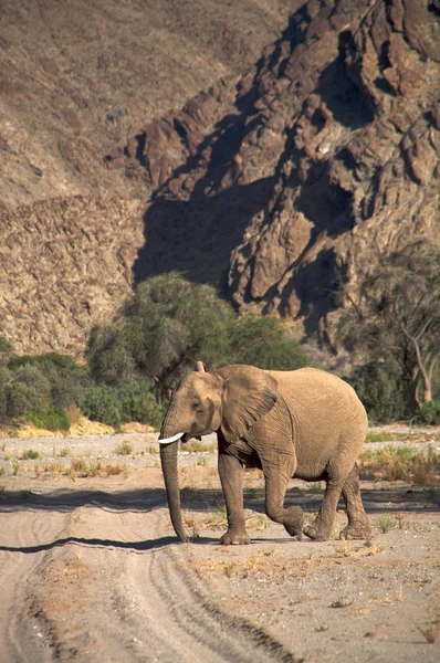 Elephants in the Skeleton Coast Desert — Stock Photo, Image