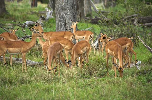 Grupo de Springboks — Foto de Stock