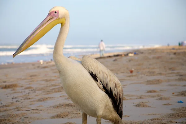 Pelicano na praia ou Saint Louis — Fotografia de Stock