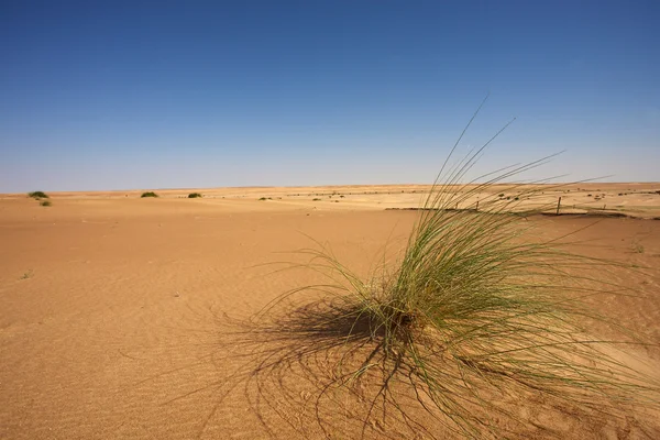Wüste in Mauretanien — Stockfoto