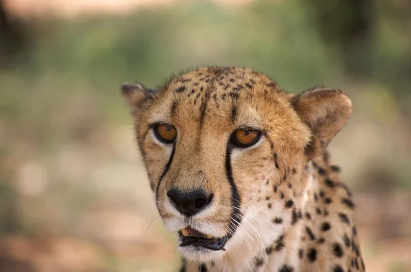 Cheetah i harnas — Stockfoto