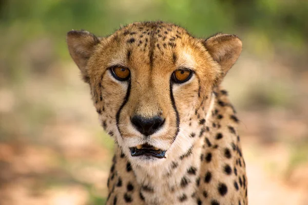 Cheetah in Harnas — Stock Photo, Image