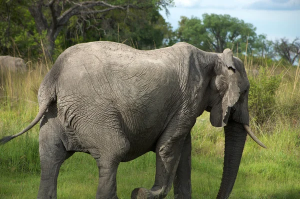 Elefante no arbusto — Fotografia de Stock