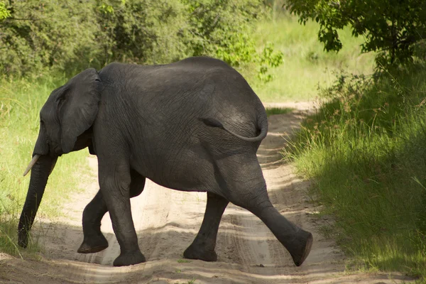 Baby elephant in the bush — Stock Photo, Image