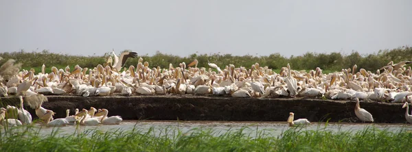 Pelikáni v národním parku djoudj — Stock fotografie