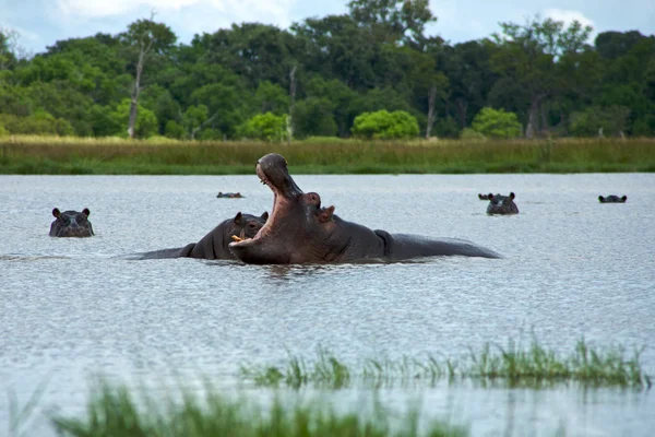 Hipopotamy hodowli — Zdjęcie stockowe
