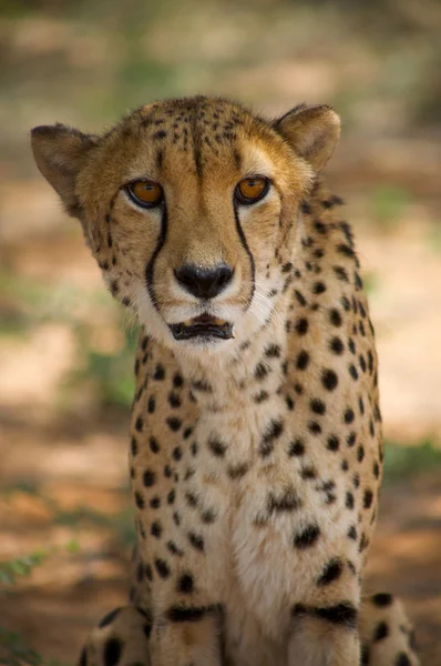 Gepard w Harnaś — Zdjęcie stockowe