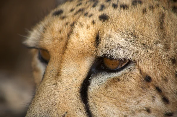 Cheetah i harnas — Stockfoto