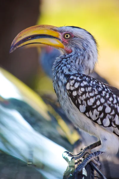 トゥカン、アフリカの鳥 — ストック写真