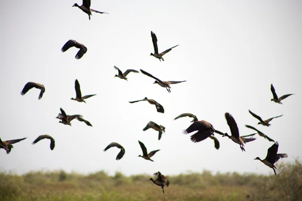 Skupina ptáků letících po obloze — Stock fotografie