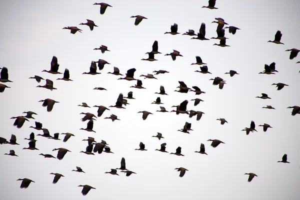 Grupa ptaków lecących na niebie — Zdjęcie stockowe